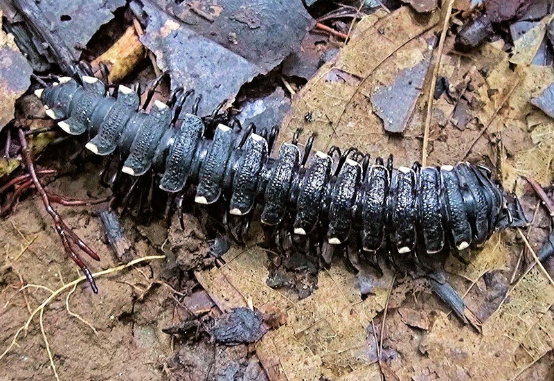 Millipedes-others (30)
