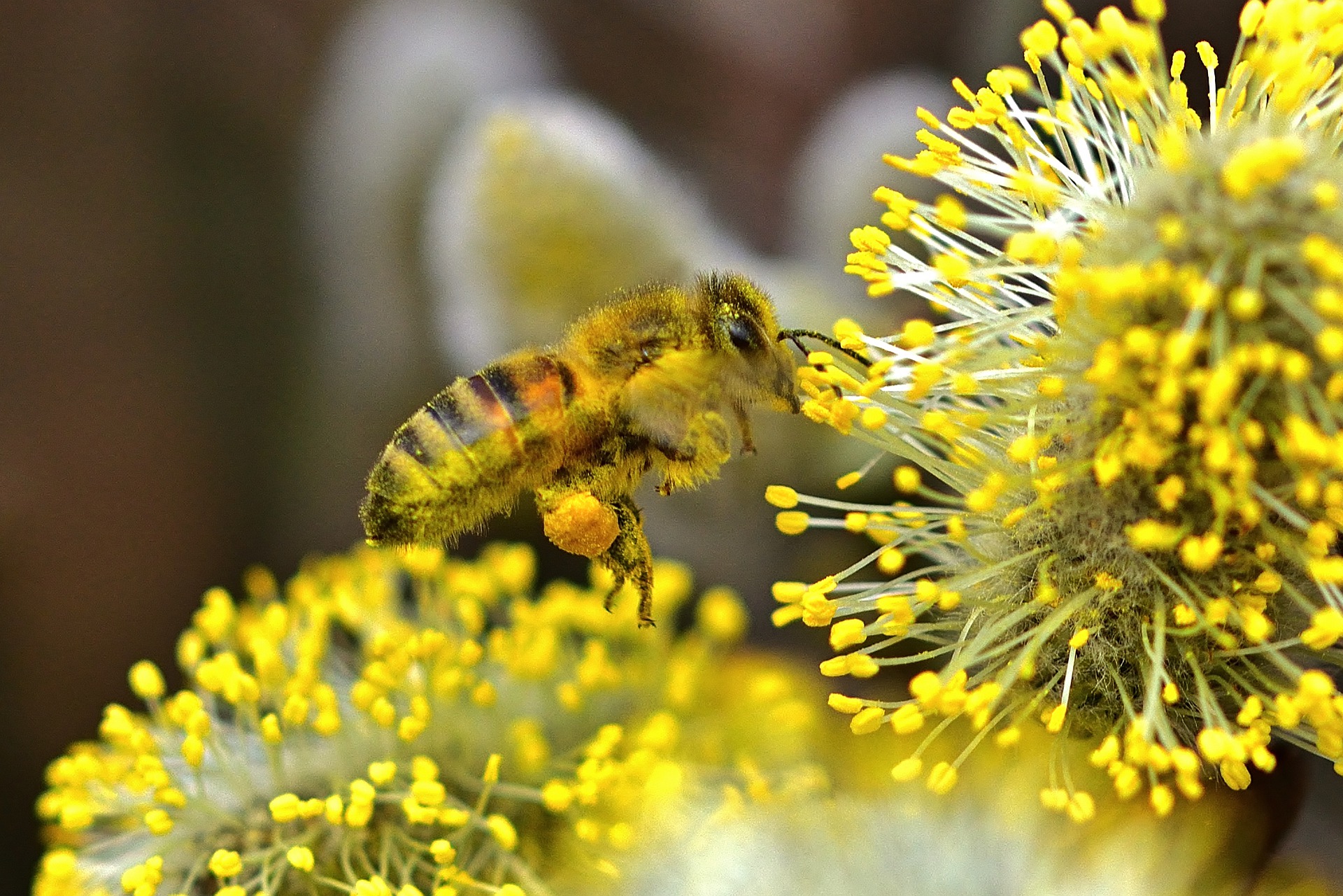 Pollen