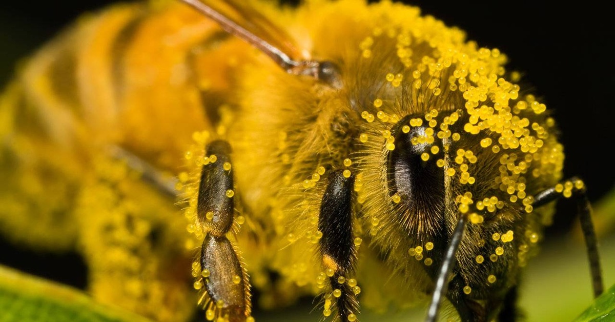 Pollen