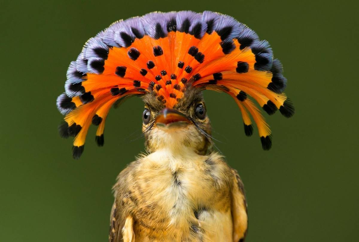 Royal Flycatcher