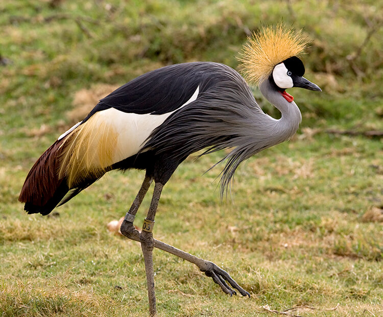 African Crane