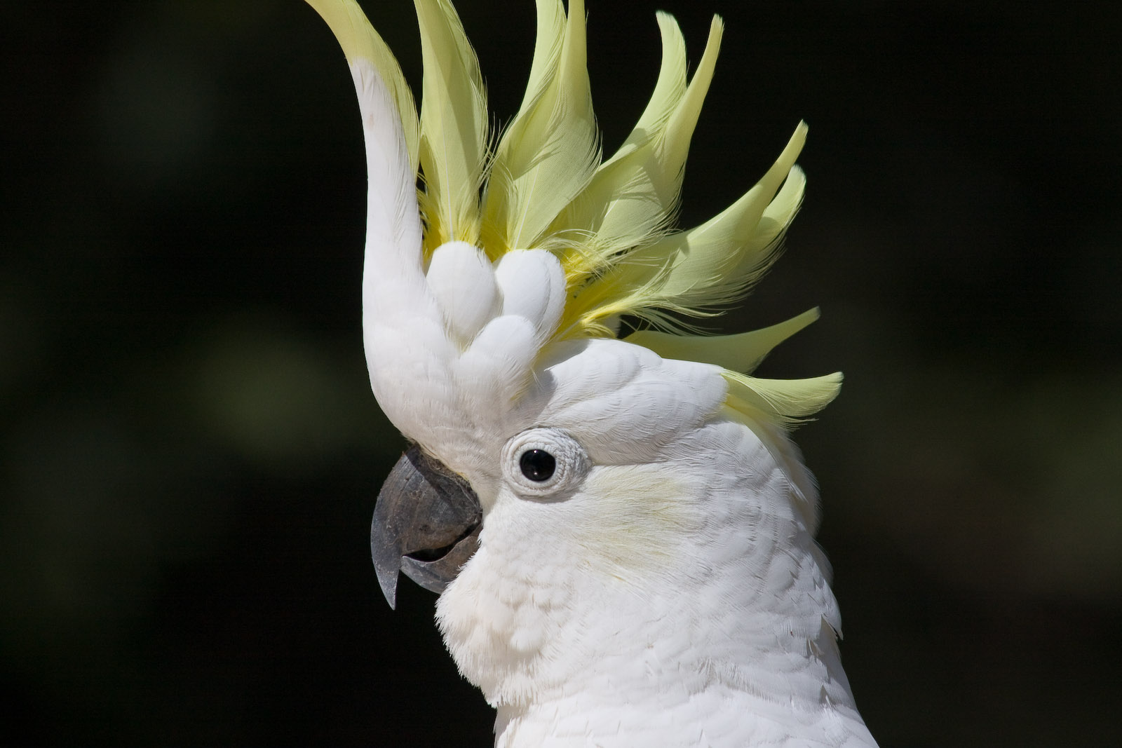 Sulphur Crested Cockatoo