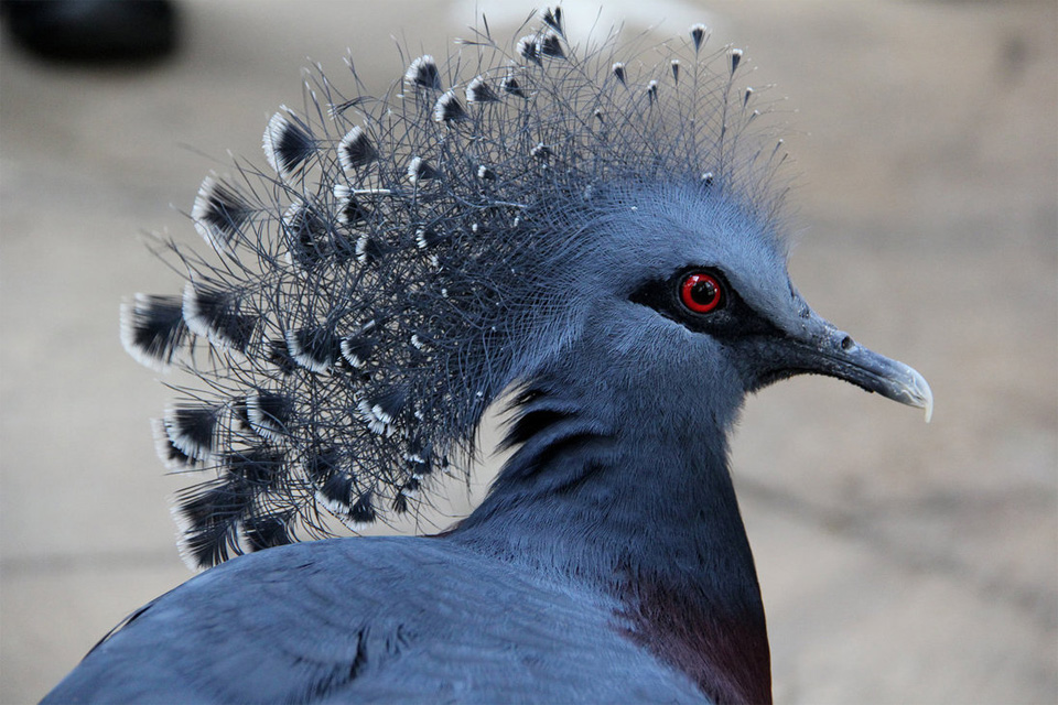 Victoria Crowned Pigeon