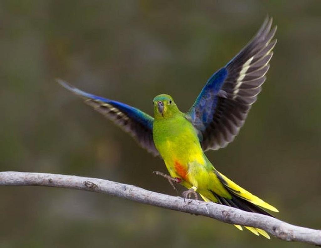 Orange-Bellied Parrot