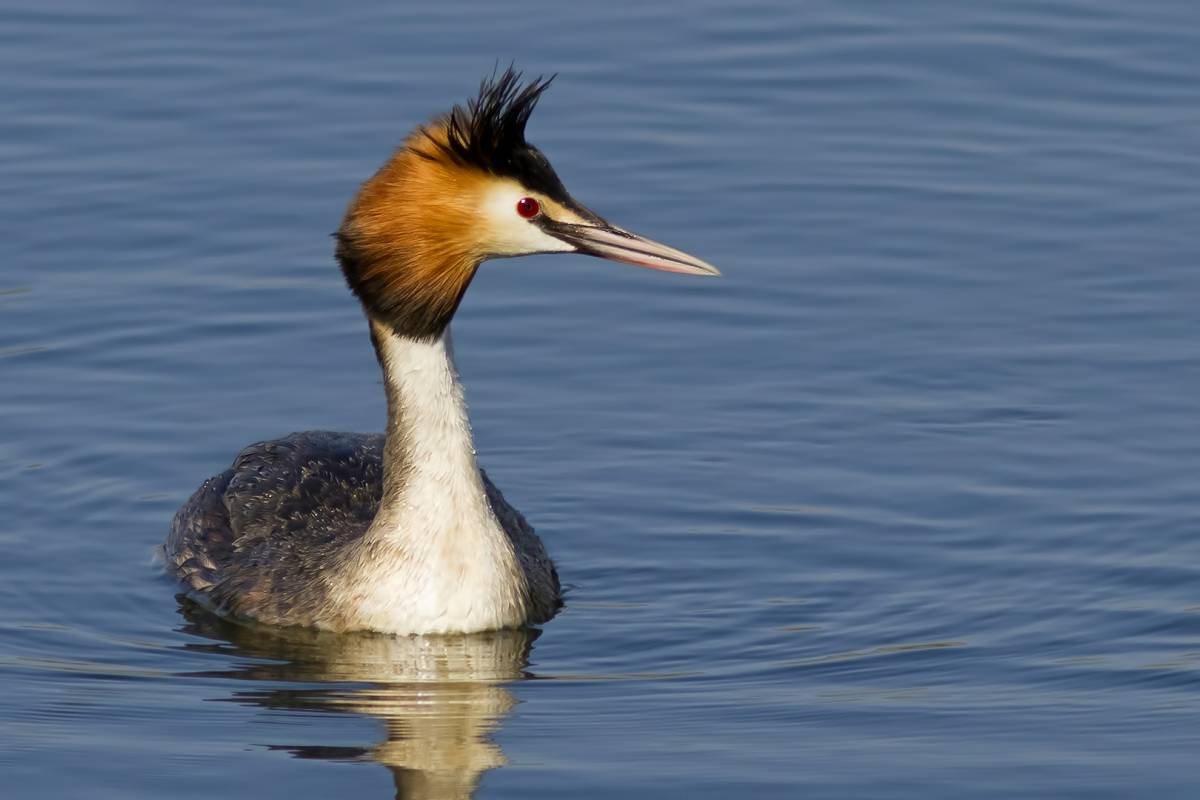 Junin Grebe