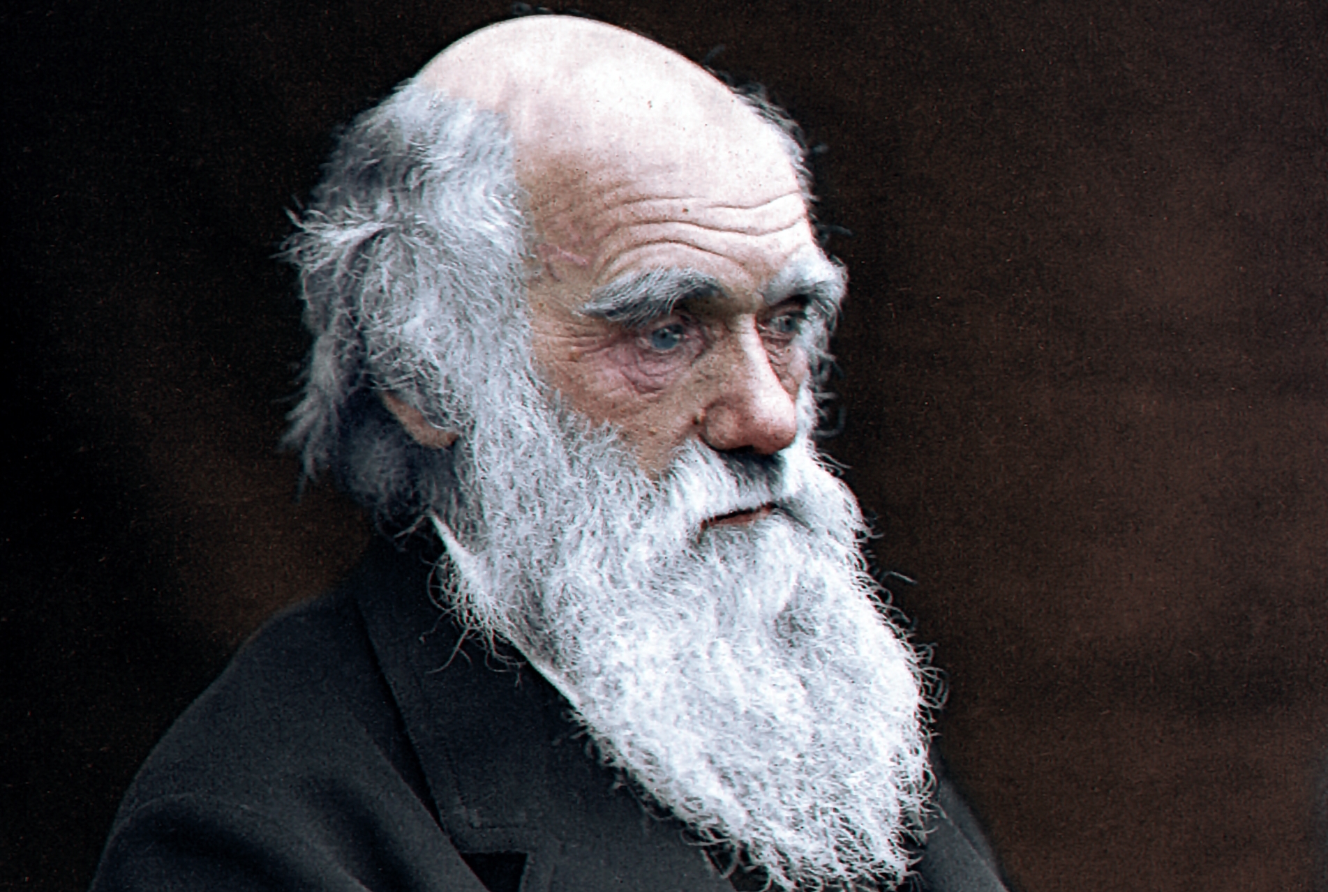 The Theory of Evolution Was First Proposed By Charles Darwin