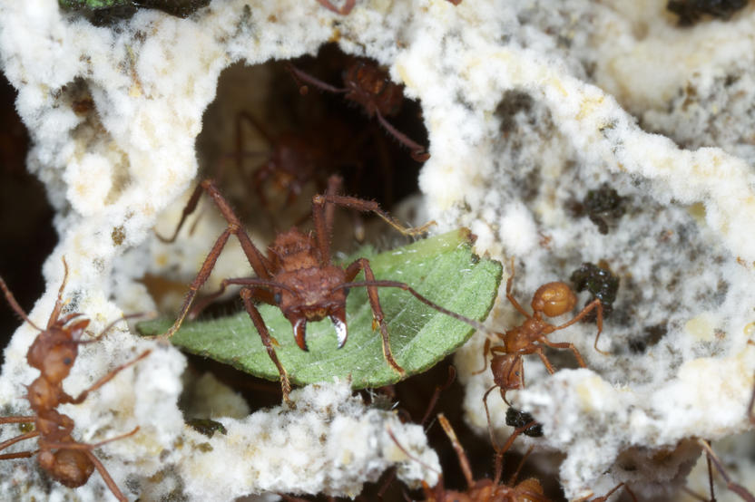 Leafcutter Ants are known to Farm Fungi