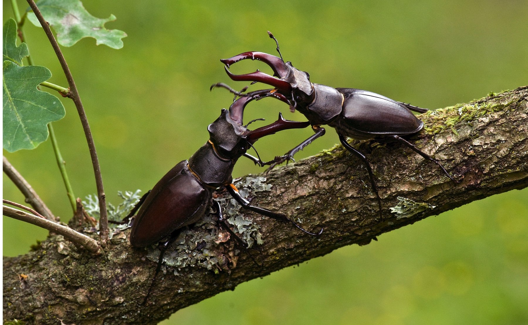 Giraffe stag beetle