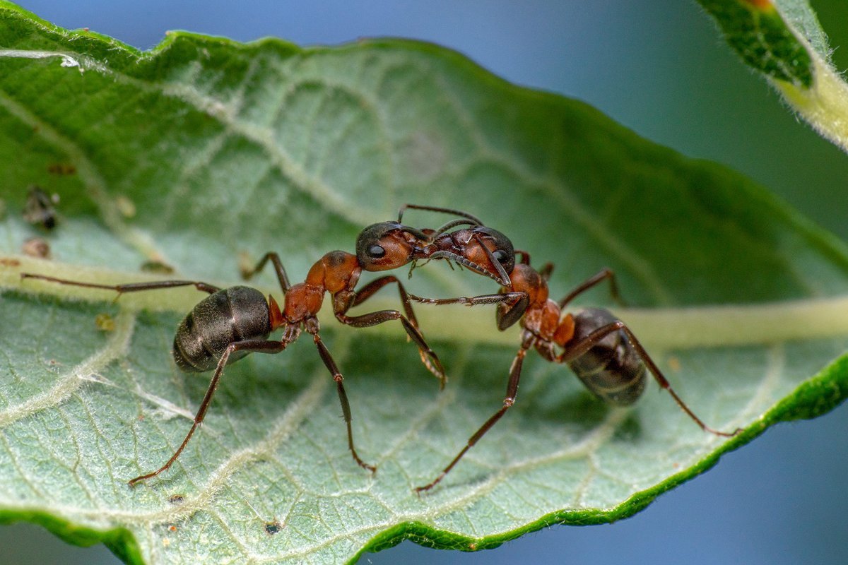Ants Communicate With Each Other by Rubbing Their Antennae