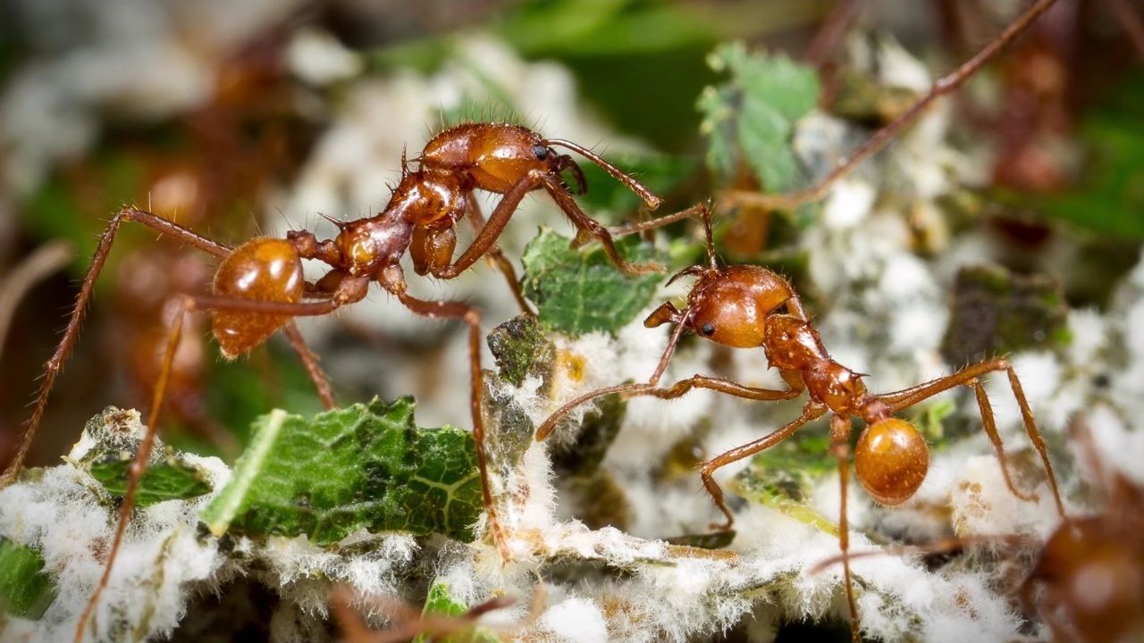 Leafcutter Ants are known to Farm Fungi