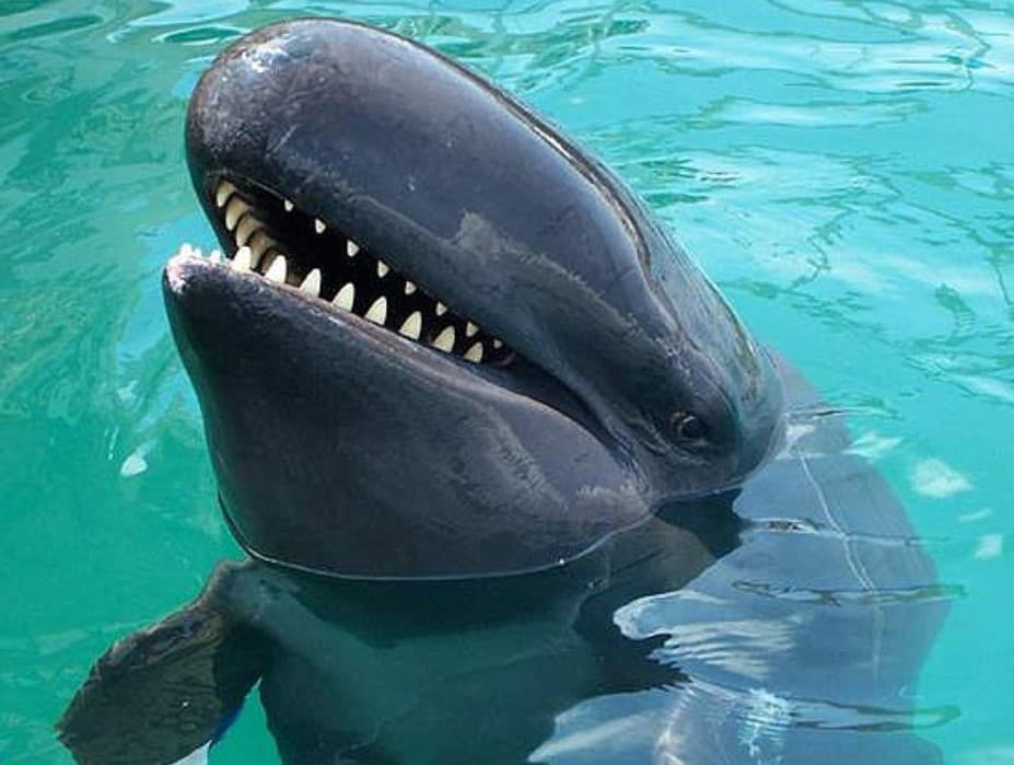 Wholphin