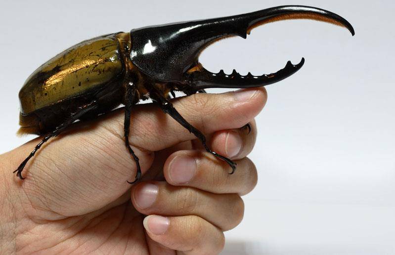 Hercules’ beetle