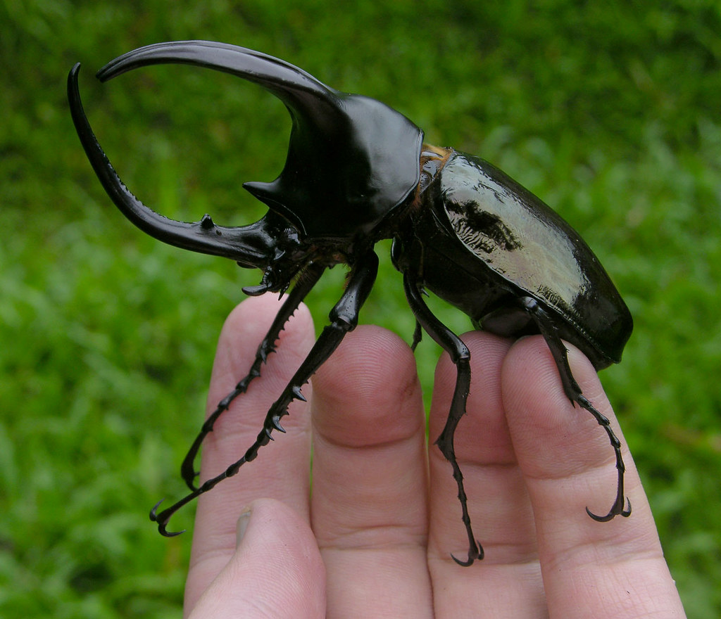Wallace’s long-horned beetle