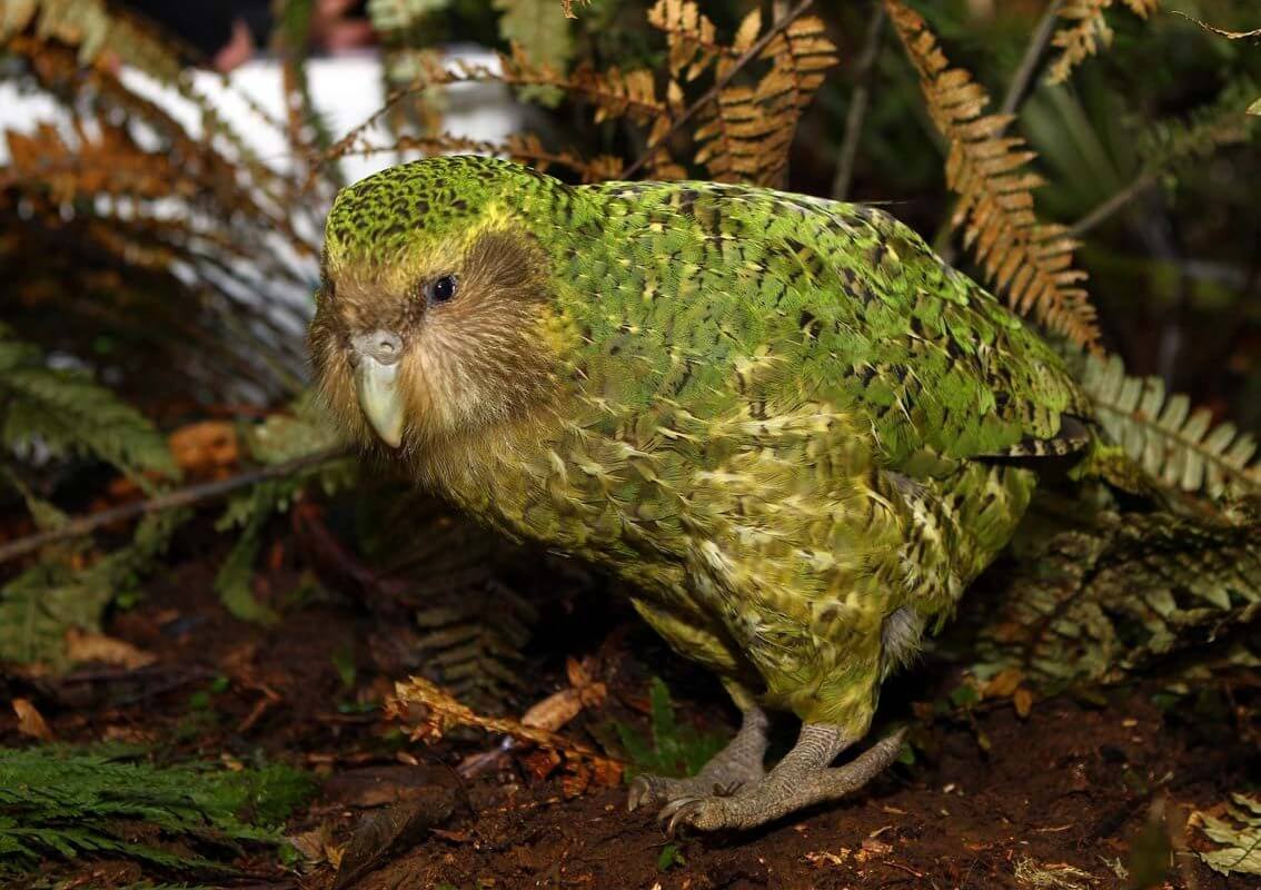 Kakapo