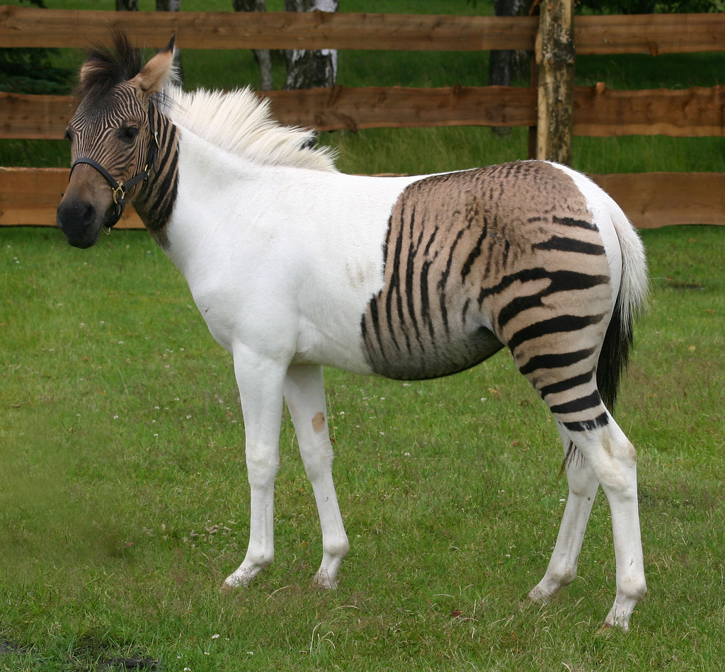 Zebroid