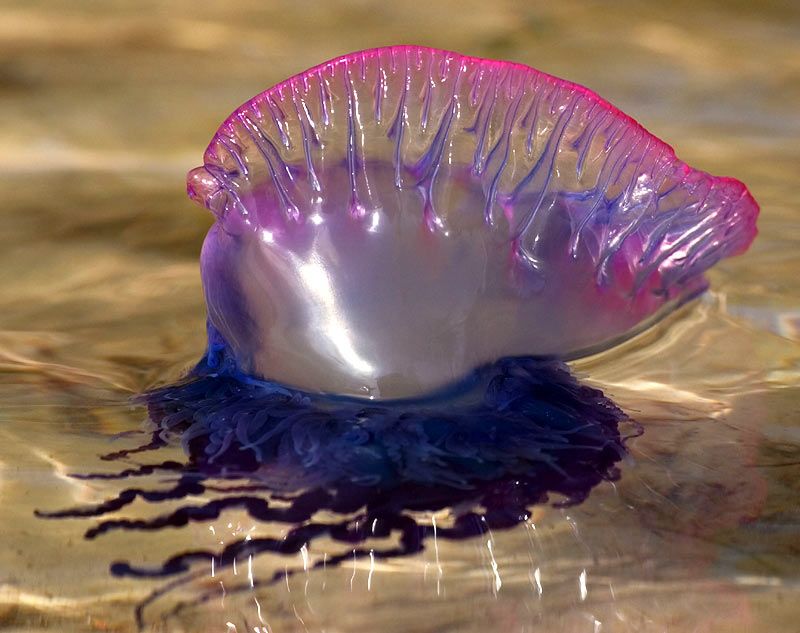 Portuguese Man-Of-War