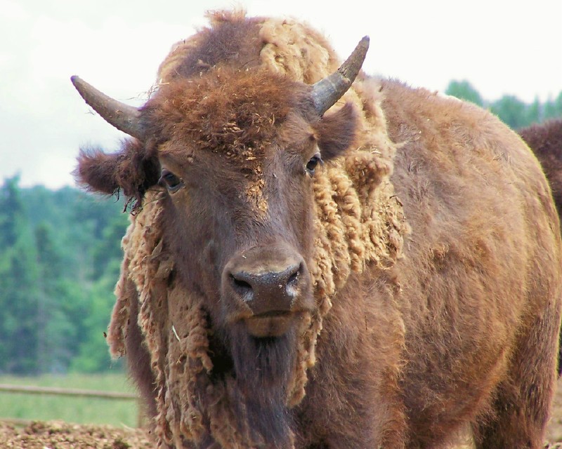  Beefalo