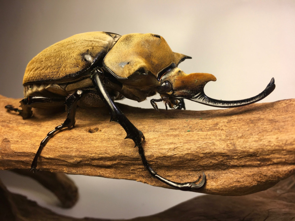 Elephant beetle