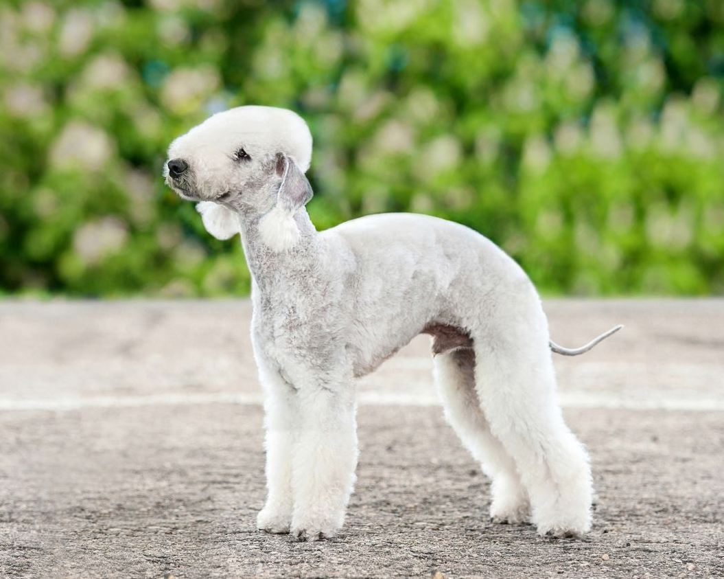 Bedlington Terrier