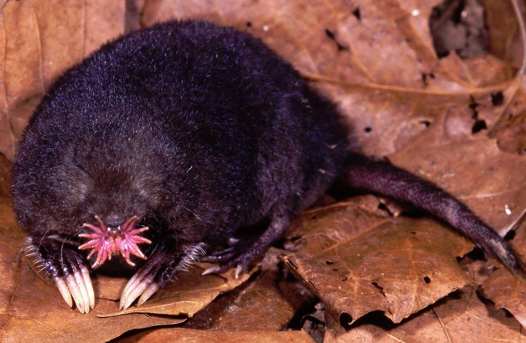 Star -Nose Mole