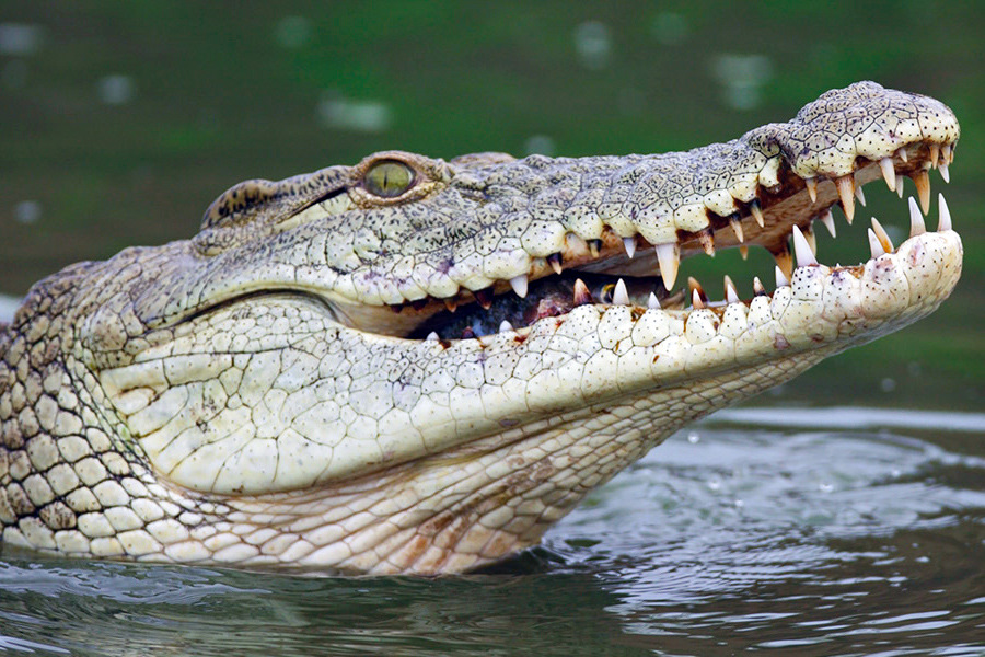 Nile Crocodile