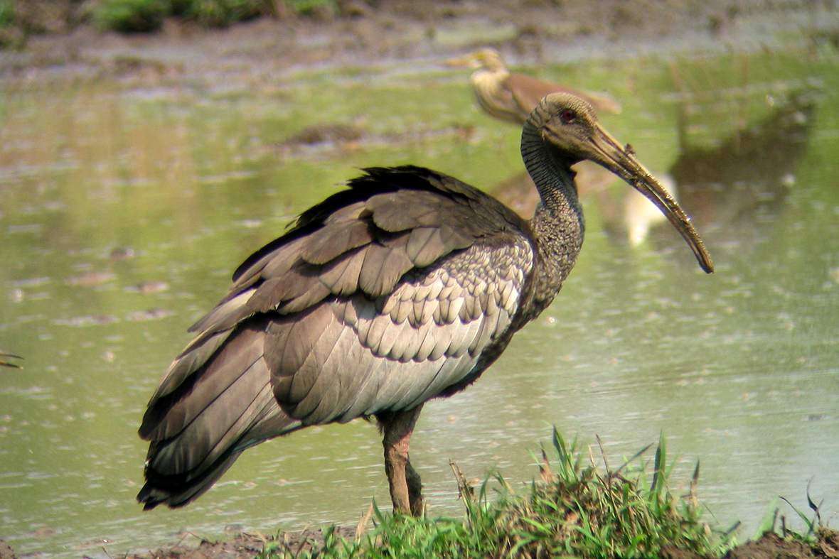 Giant Ibis