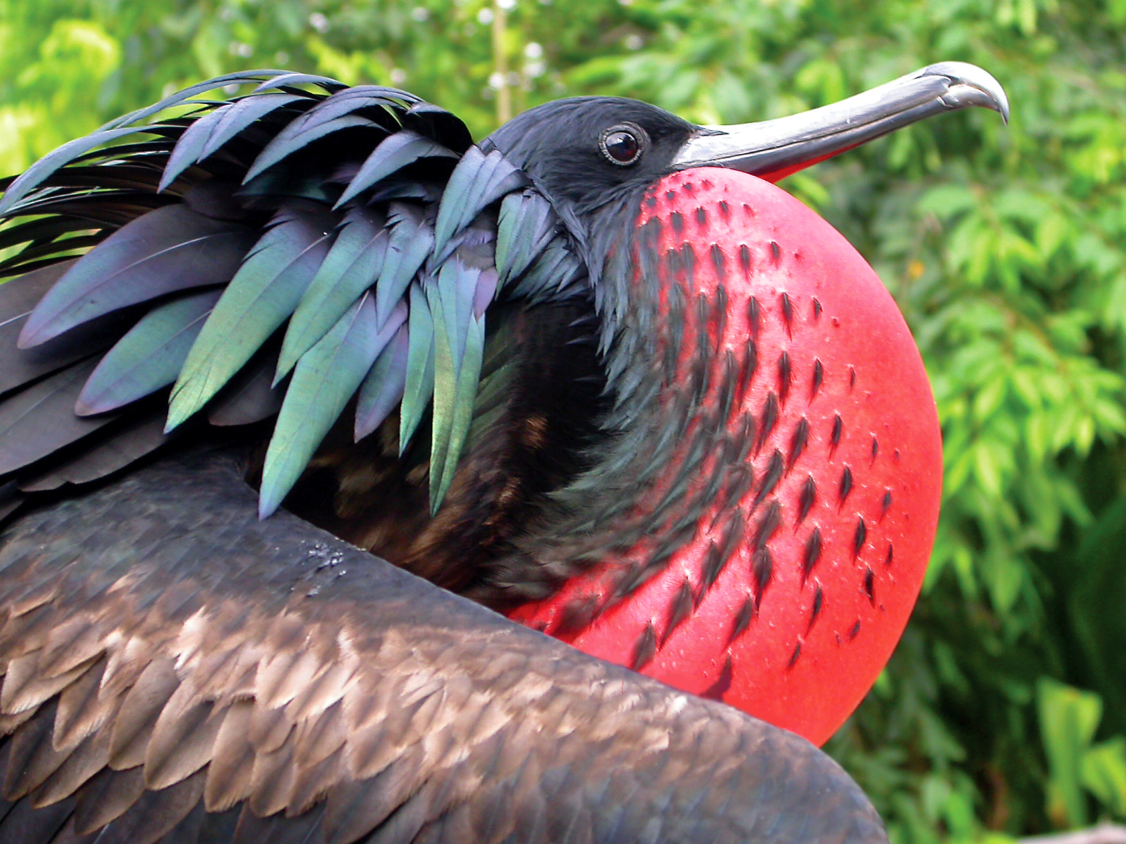 Christmas Island Frigatebird