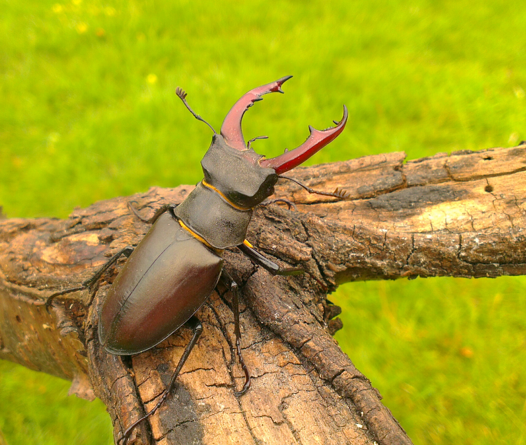 European stag beetle