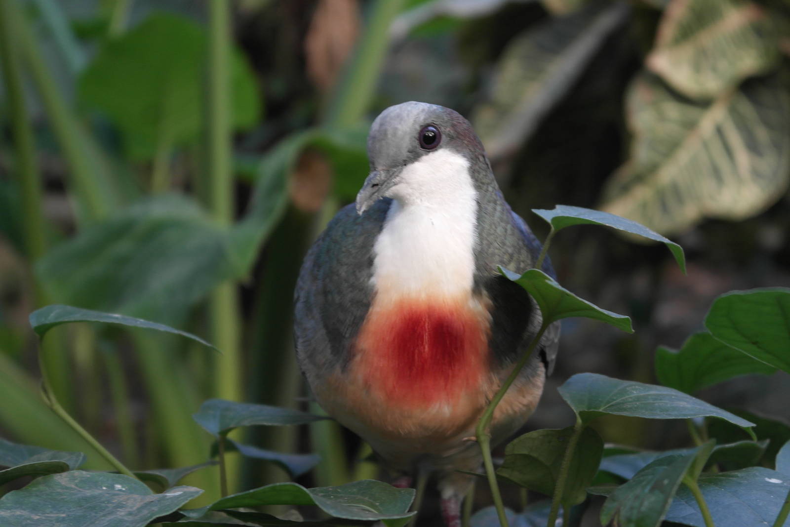 Luzon Bleeding-Heart