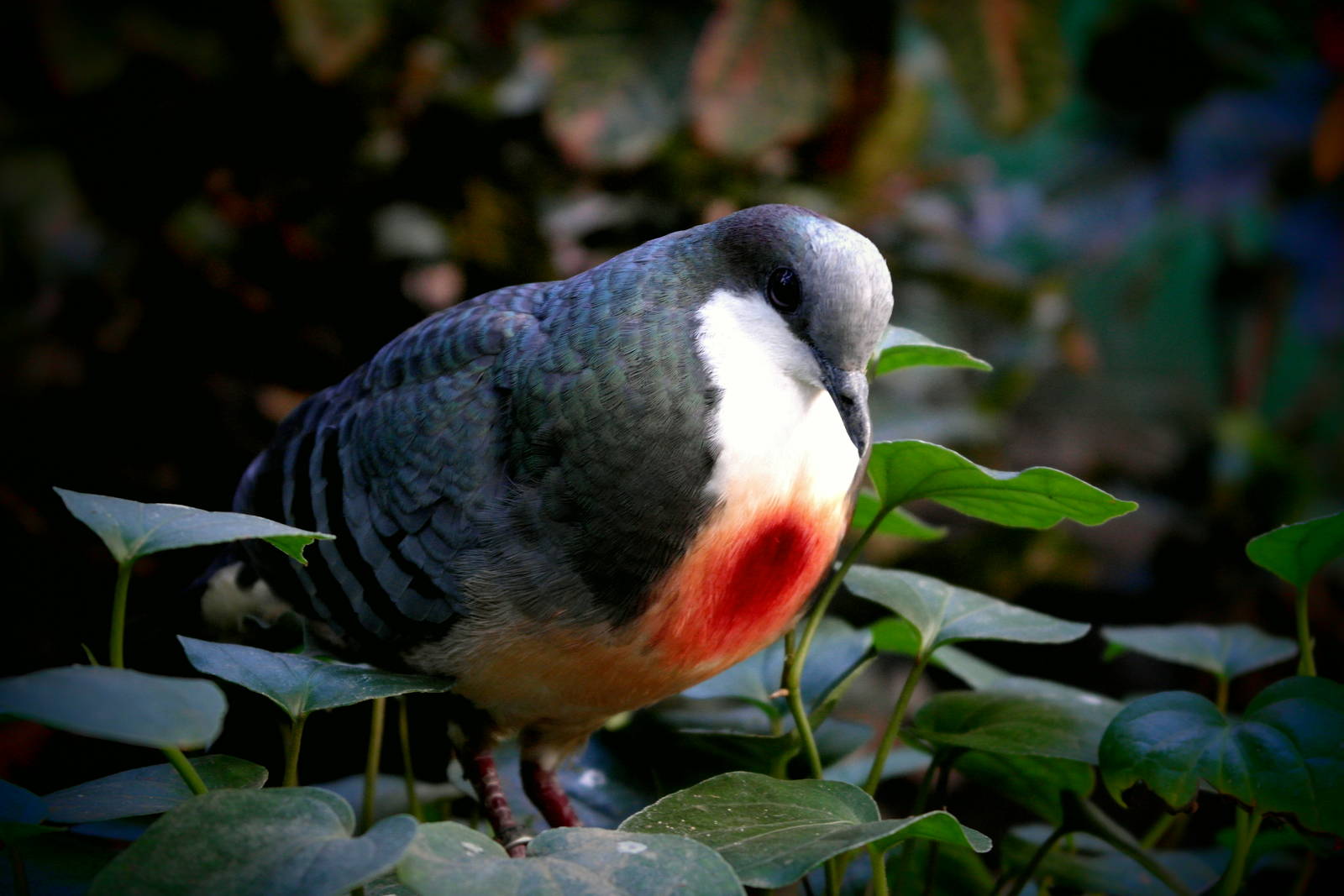 Luzon Bleeding-Heart