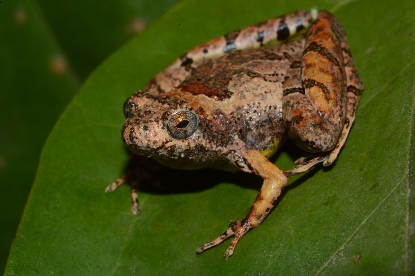  Microhyla borneensis