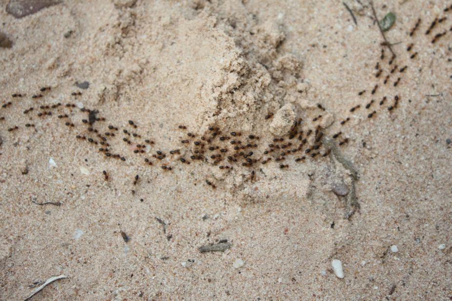 Ants Leave a Trail of Chemicals for Other Ants to Follow