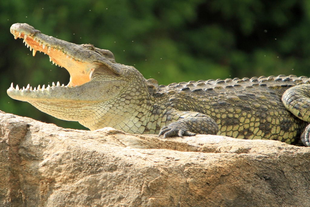 Nile Crocodile