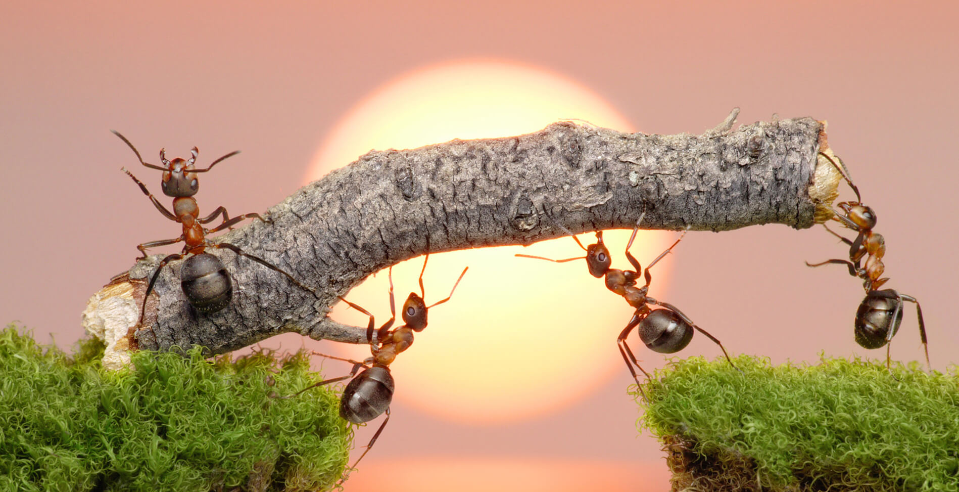 Ants Have the Ability to Lift Many Times Their Own Weight