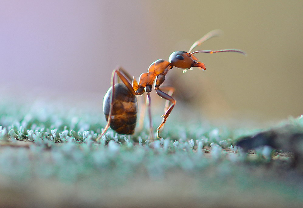 The Ants That You See Working are Females