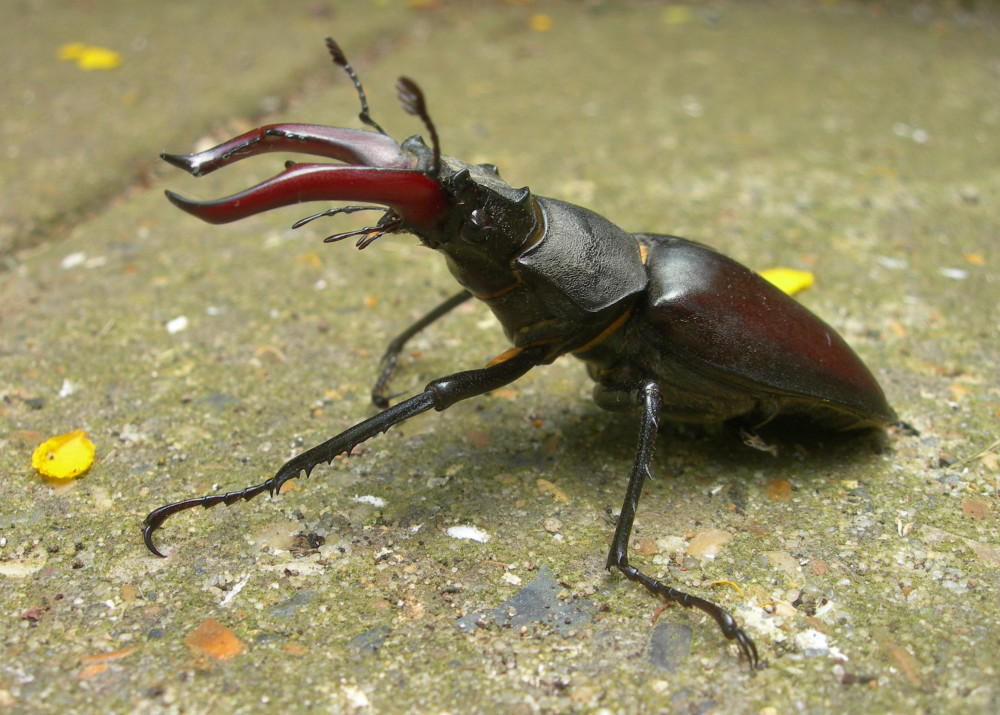 European stag beetle