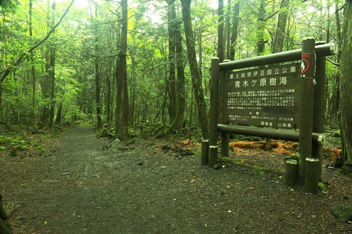 Aokigahara Forest, Japan