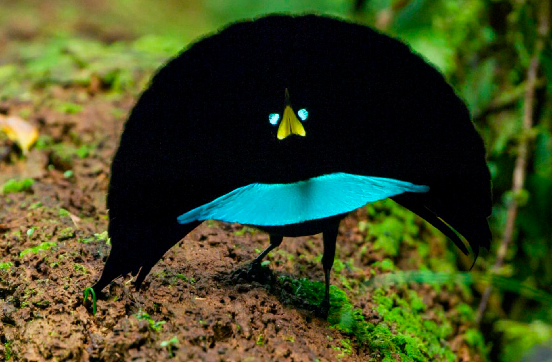 Superb Bird-of-Paradise