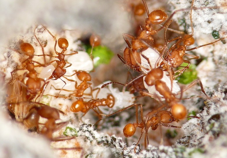 Leafcutter Ants are known to Farm Fungi