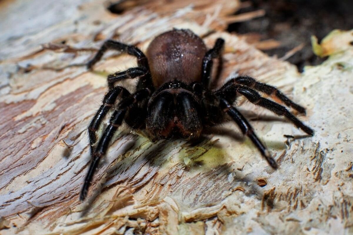 The Sydney funnel-web spider