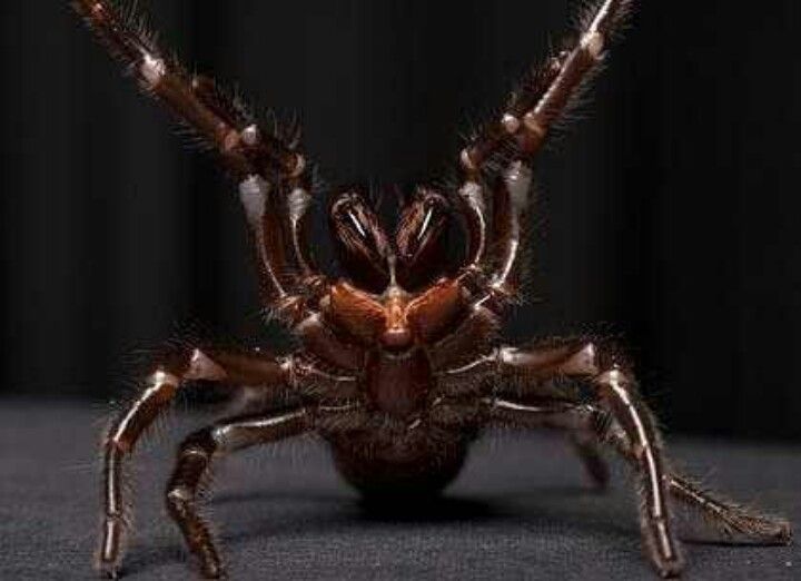 The Sydney funnel-web spider