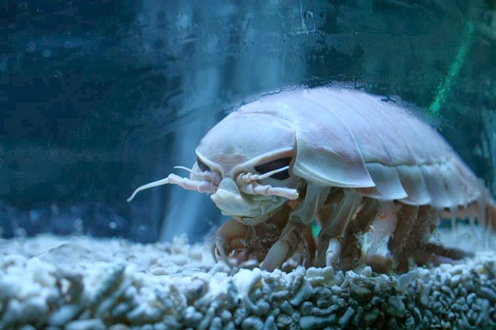 Giant Isopod