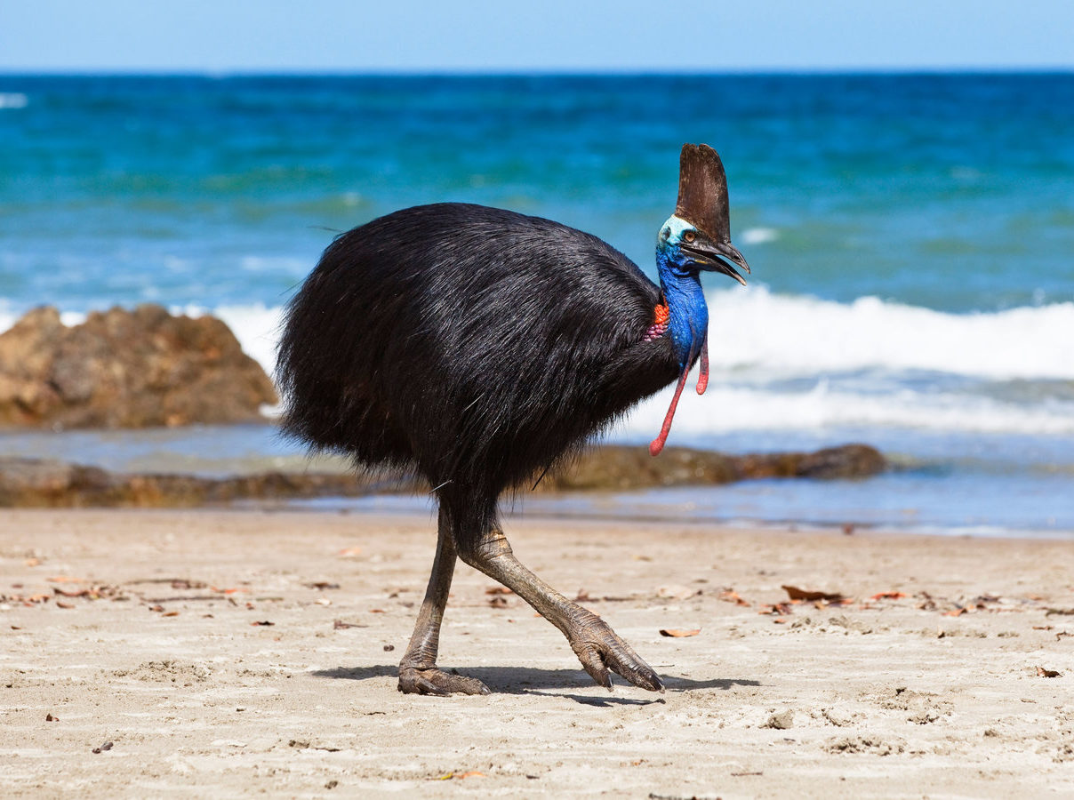 Cassowary