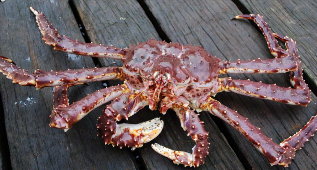 King Crab