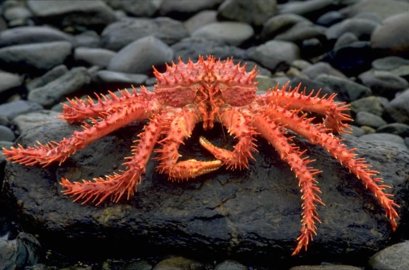 King Crab