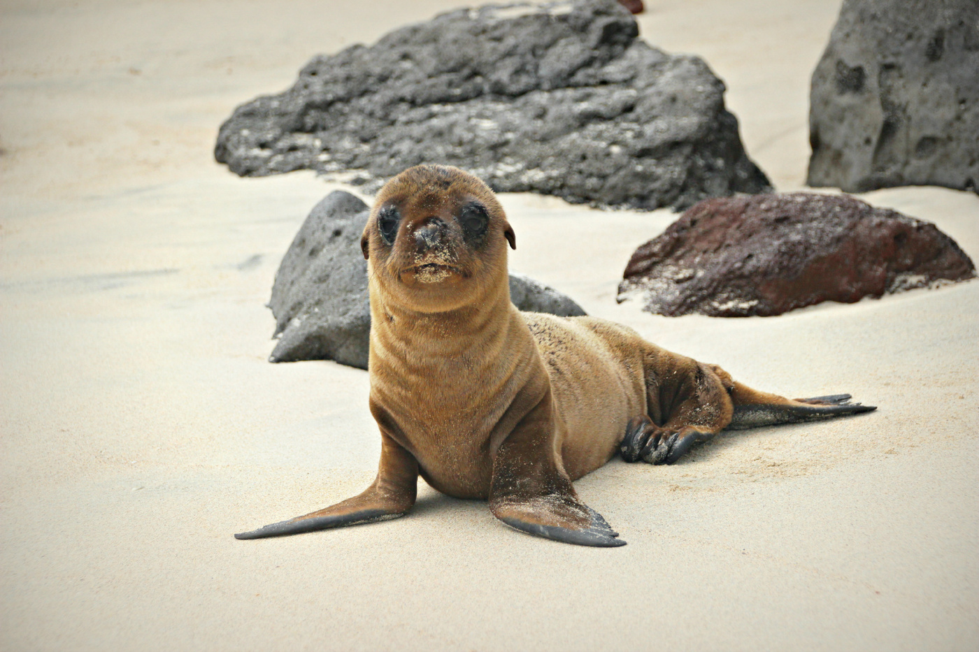 There are a large number of extant pinnipeds