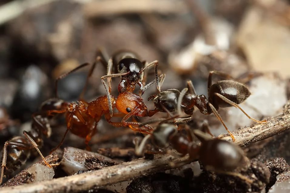 Ants can survive for up to two weeks underwater!