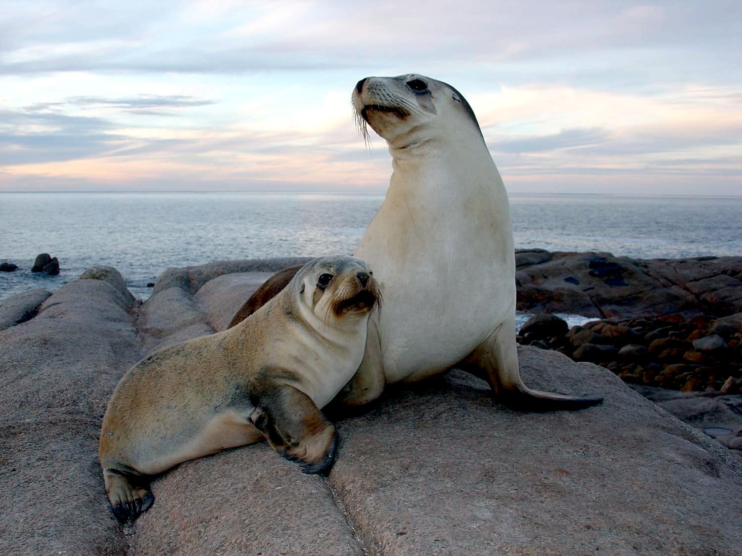 They are known as Pinnipeds