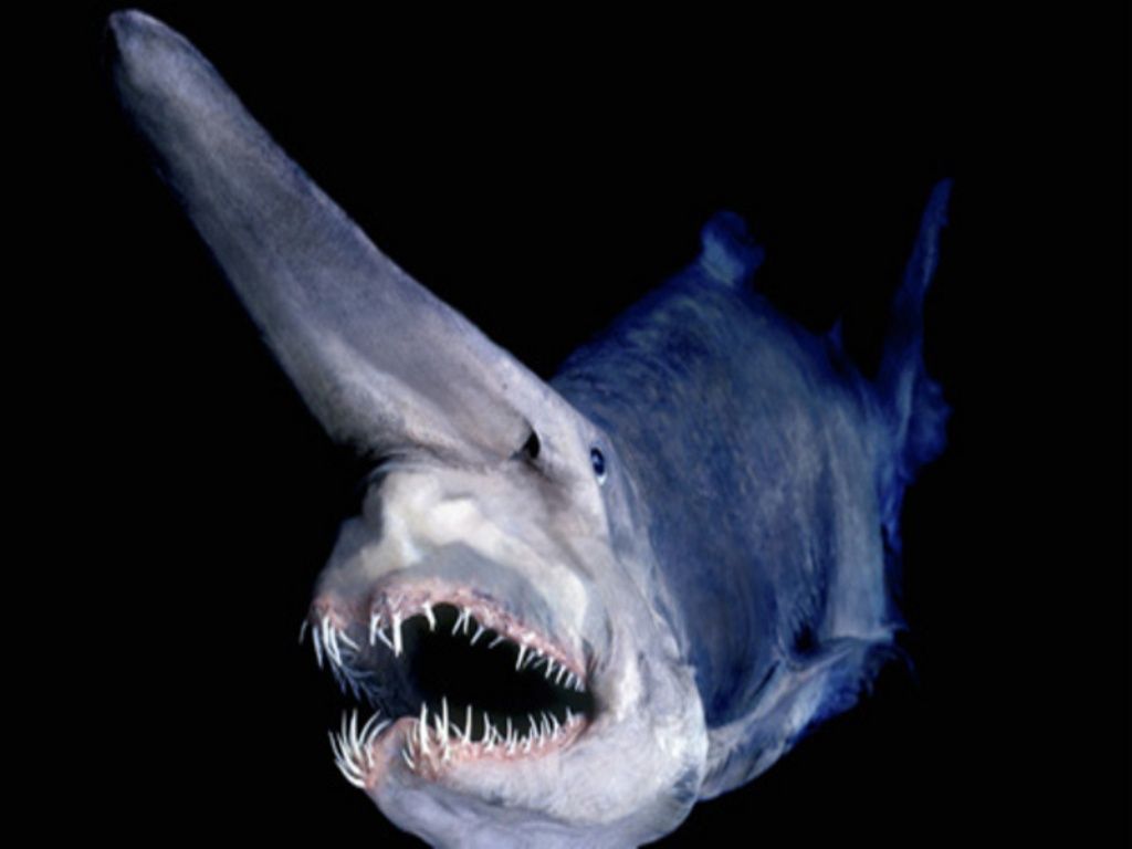 Goblin shark