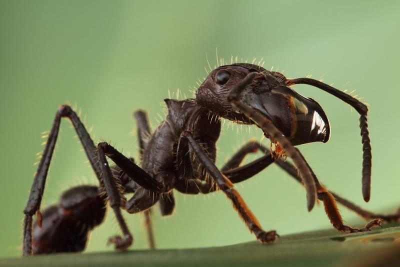 The sting of a bullet ant can be as powerful as a bullet shot!